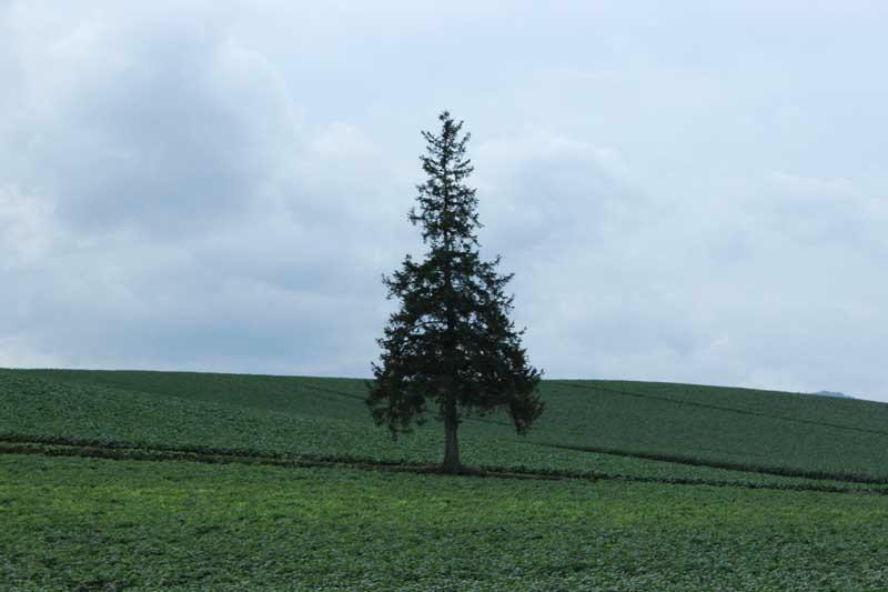Christmas Tree no Ki-美瑛町必去景点