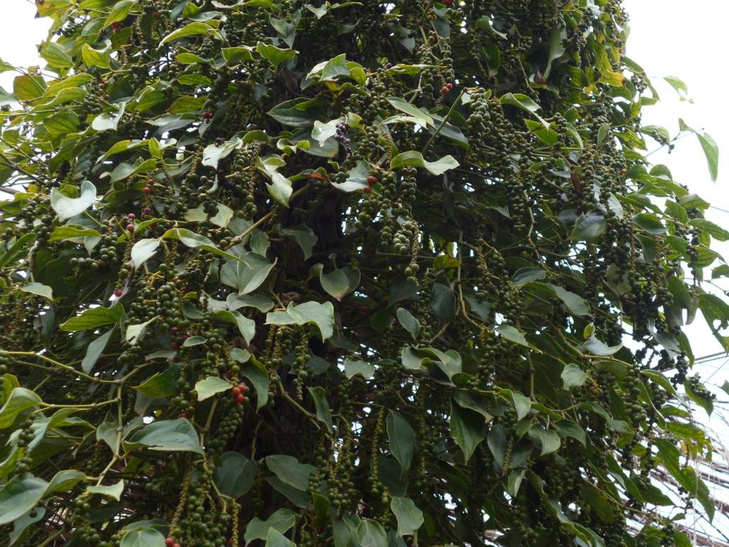 思蒂辣椒园-白马必去景点