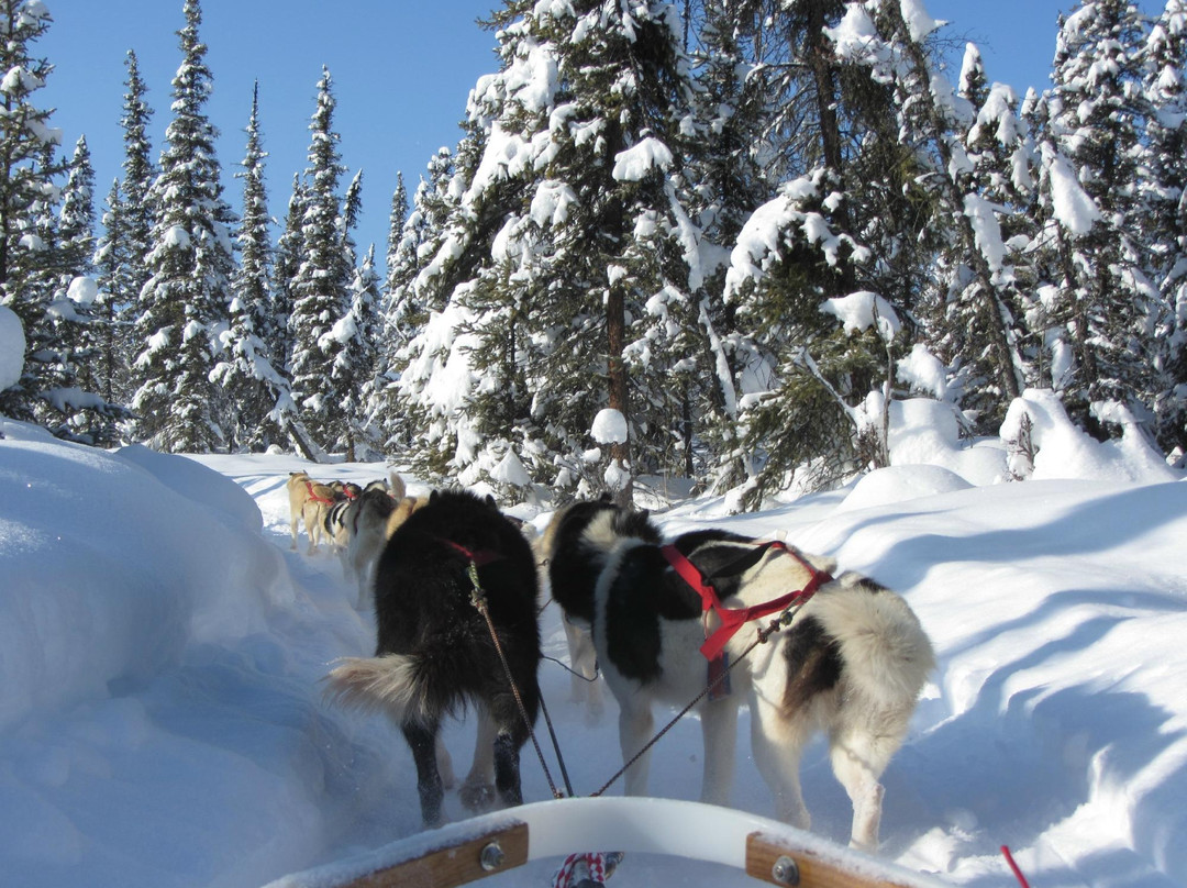 Muzzy's Place Dogsled Adventure -  Day Tours-费尔班克斯必去景点