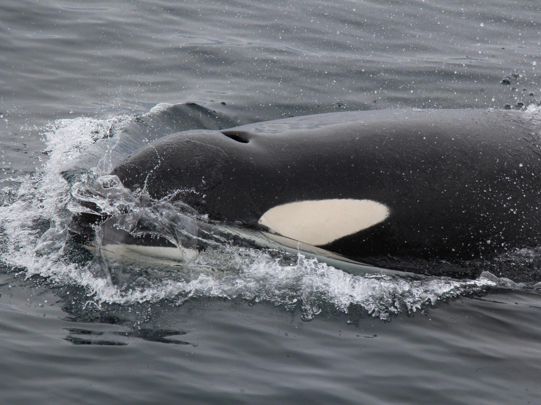 Kenai Fjords Tours-苏厄德必去景点