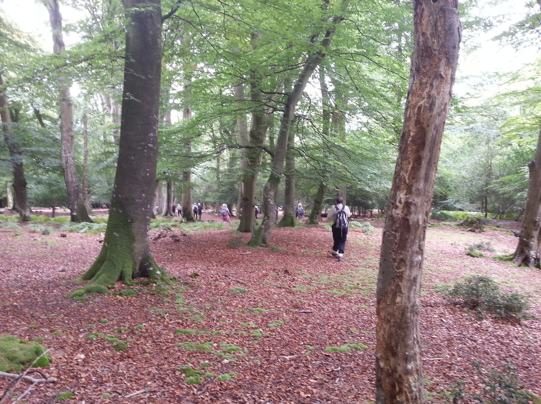 Fuzzacker Guided Walks and Tours景点图片