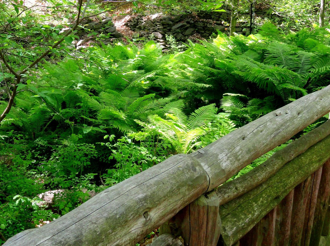 U.S. National Arboretum景点图片