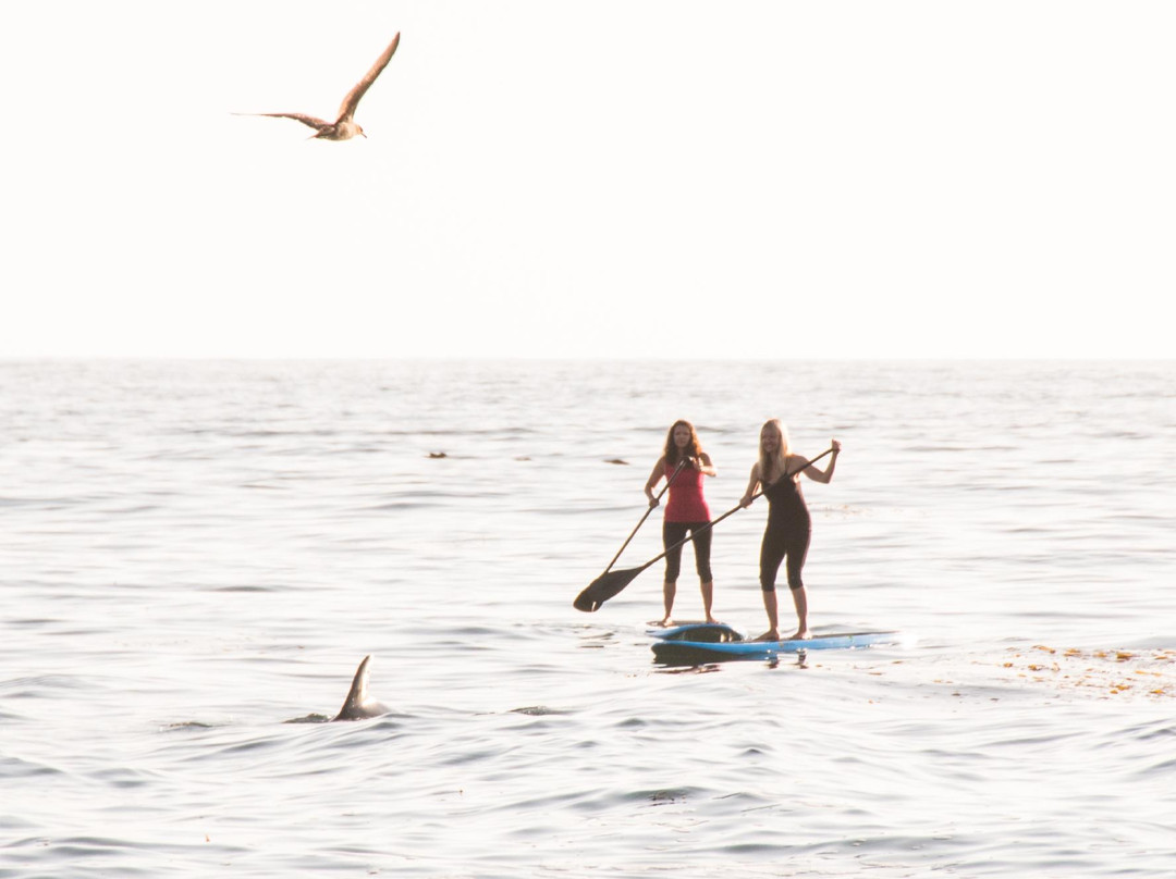 Golden Isles Paddle Company-圣西蒙斯岛必去景点