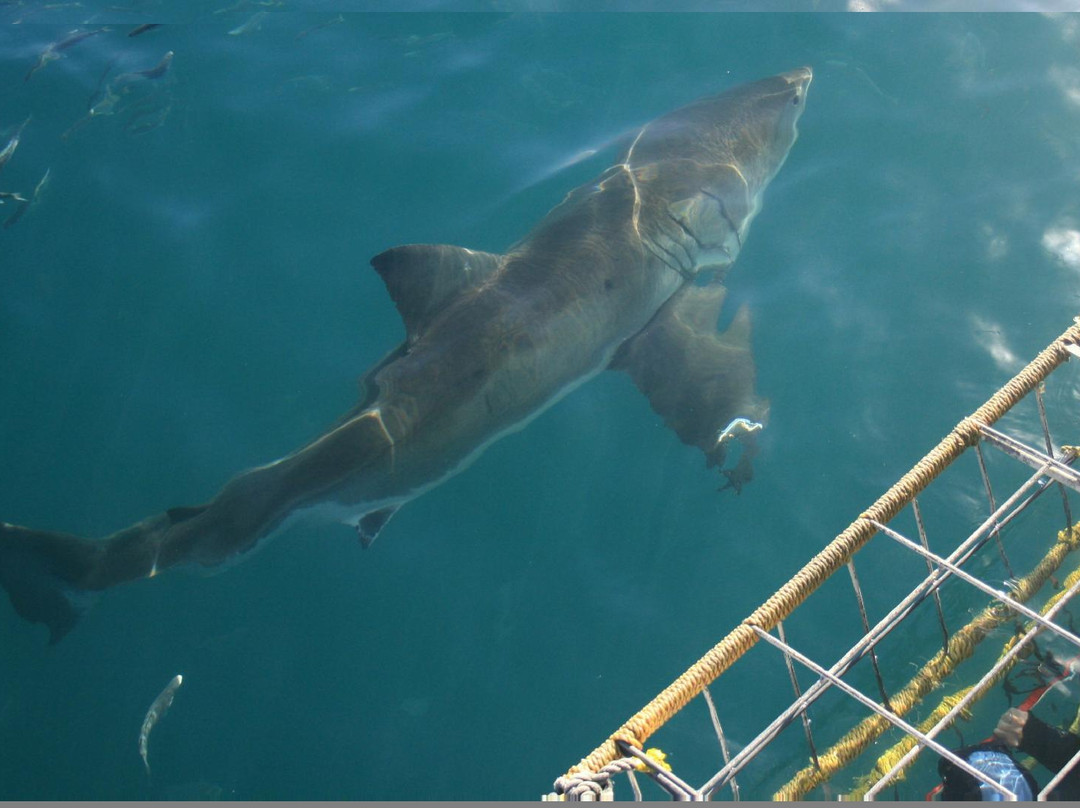 Shark Seekers-干斯拜必去景点