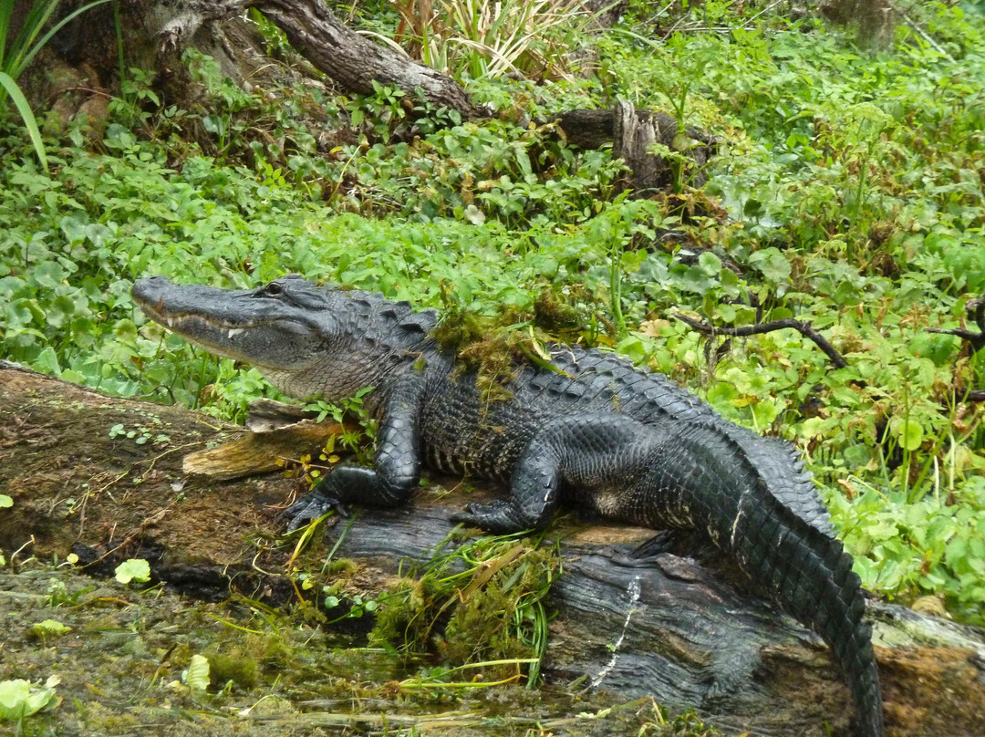 Silver Springs River-奥卡拉必去景点