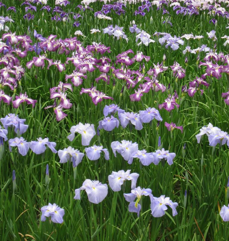 Banshu Yamasaki Hana Iris Garden-肉粟市必去景点