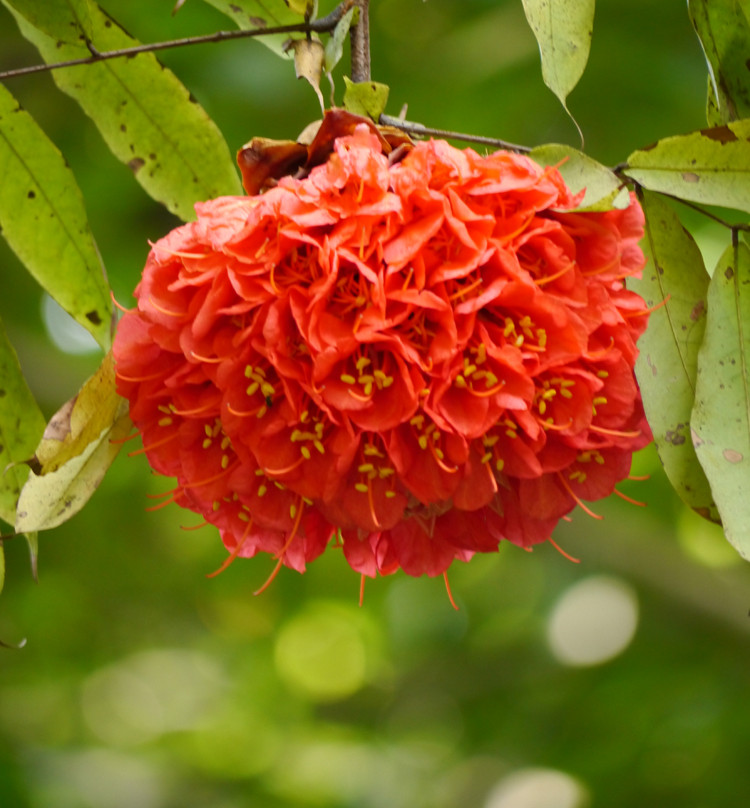 皇家植物园-佩拉德尼亚必去景点