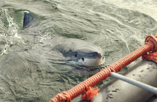 Shark Diving Unlimited-干斯拜必去景点
