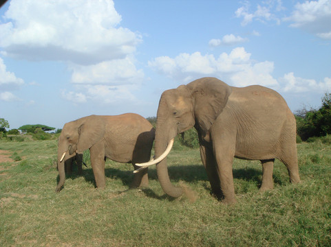 KenyaExpeditionLTD-蒙巴萨必去景点