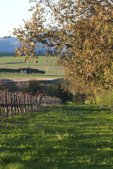 Elsenburg旅游景点-De Meye Wines