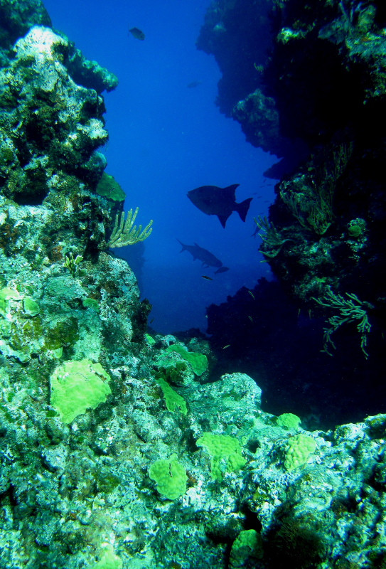 Brendal's Dive Center-Green Turtle Cay必去景点
