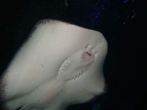 曲江海洋世界-西安市必去景点