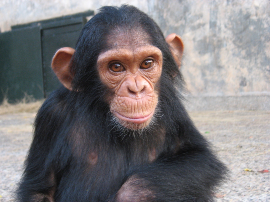 Ngamba Island Chimpanzee Sanctuary-恩德培必去景点
