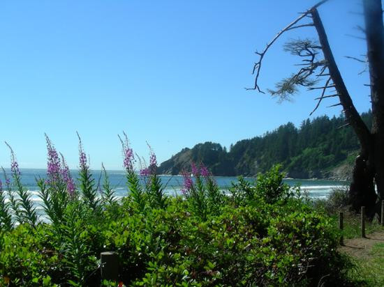 Oswald West State Park-坎农比奇必去景点