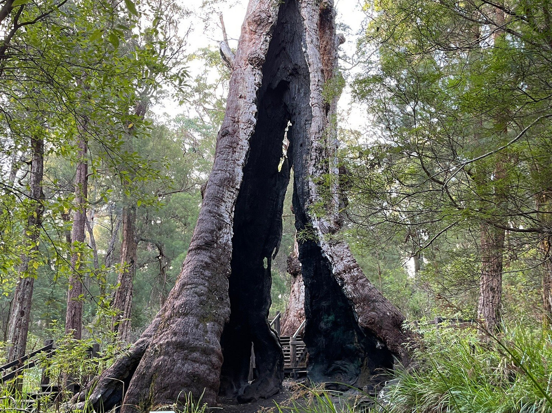Giant Tingle Tree景点图片