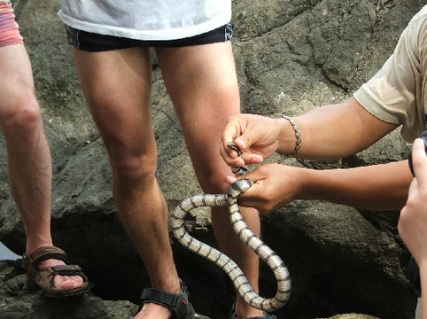 Borneo Survivor Resort