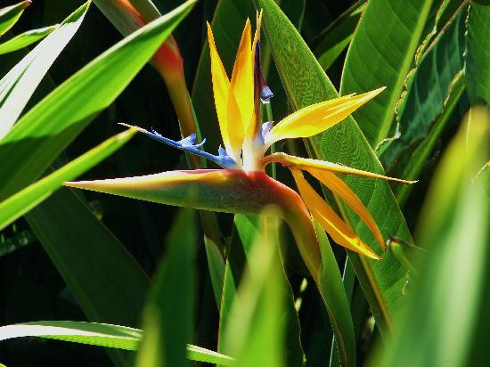 埃玛皇后夏日行宫-火奴鲁鲁必去景点