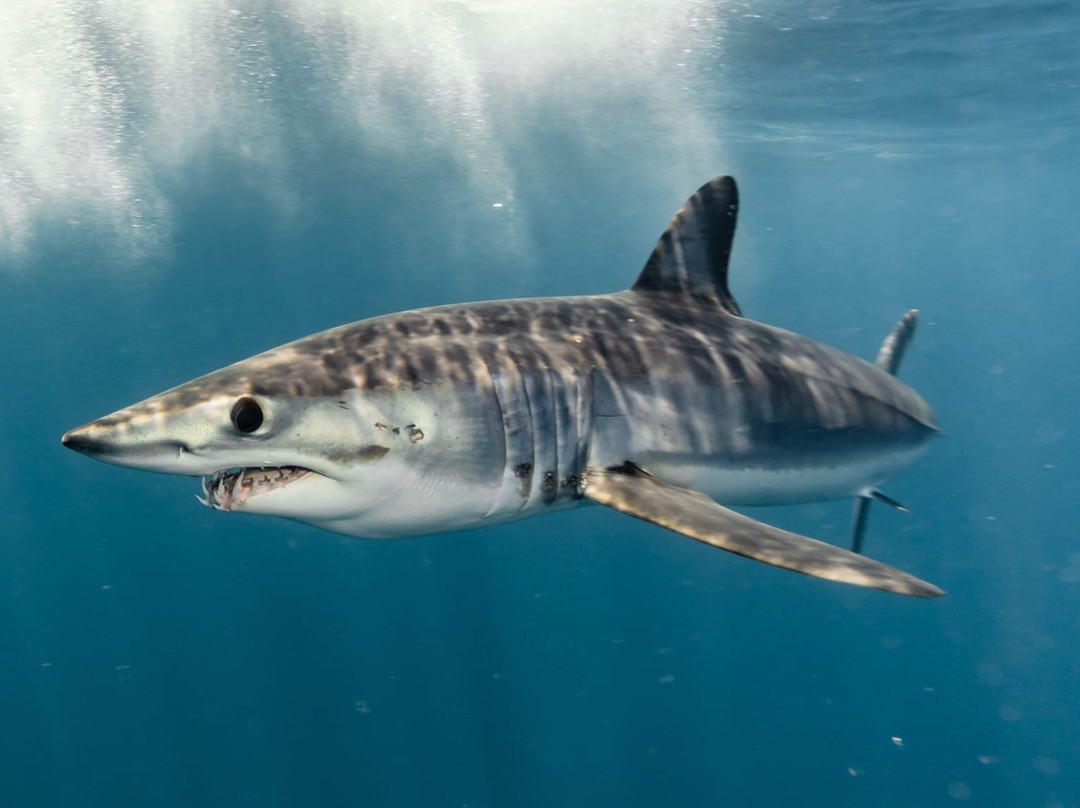 Cabo Shark Dive景点图片