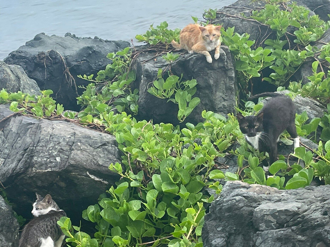 Save A Gato-圣胡安必去景点