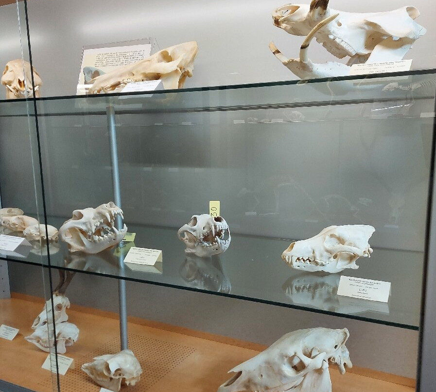 Museo Civico di Lentate sul Seveso景点图片