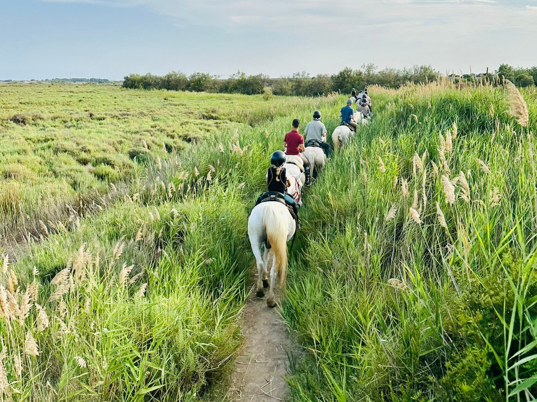 Promenade A Cheval Des Aresquiers景点图片