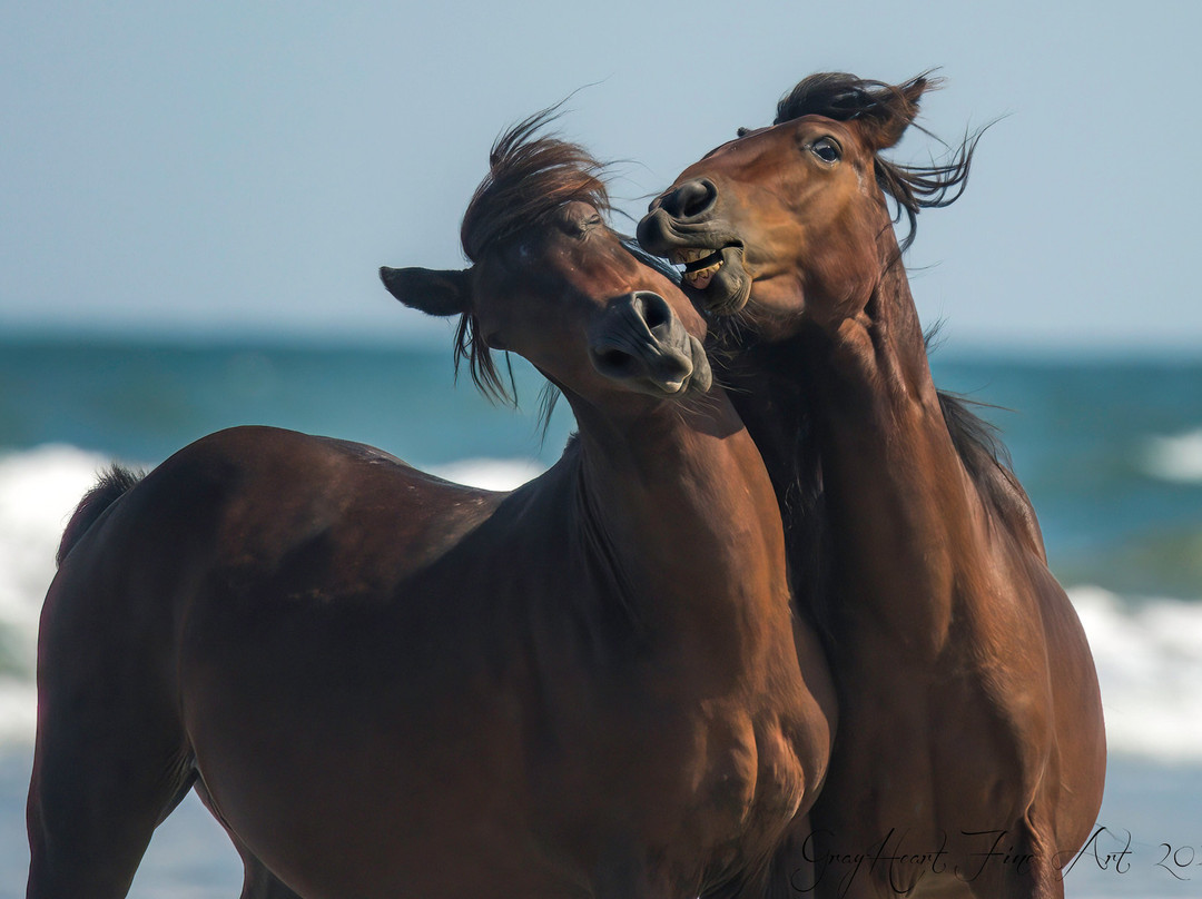 Currituck Beach景点图片