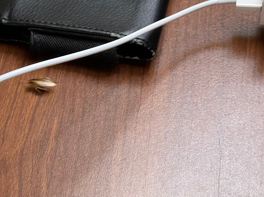 Hamilton Inn Bessemer主图