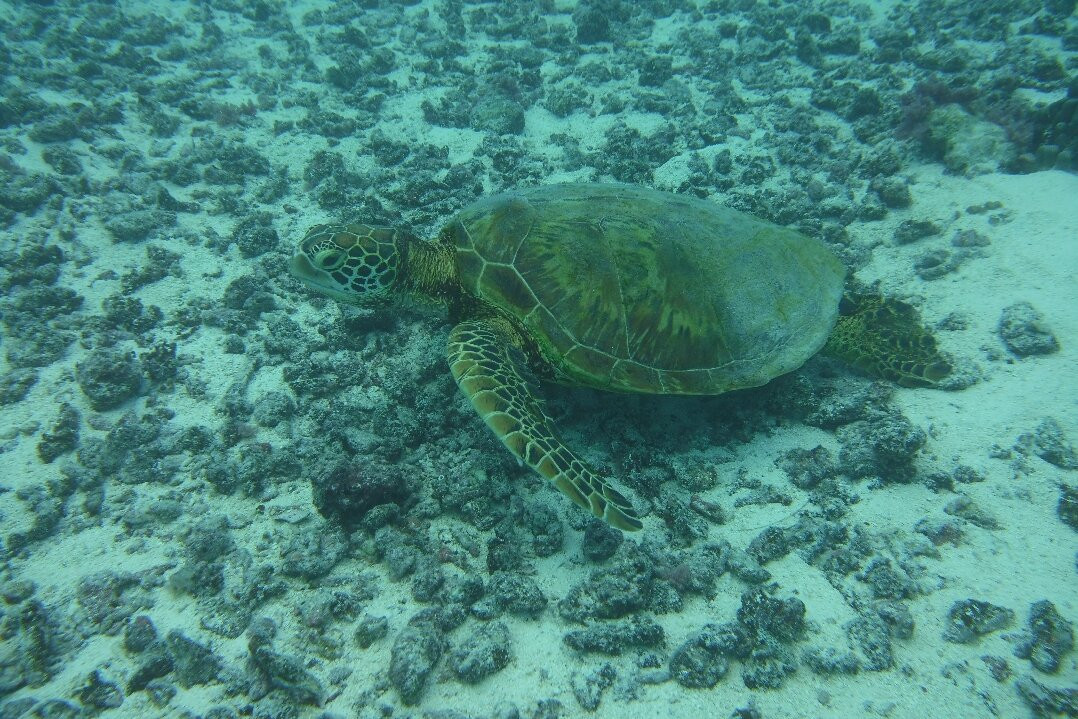 MOOREA MOANA TOURS-哈皮迪必去景点