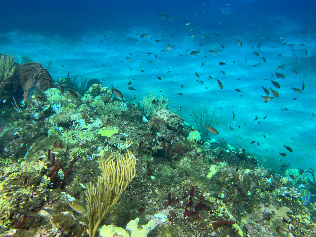 Nautica Plongee Caraibes-Pointe-Noire必去景点