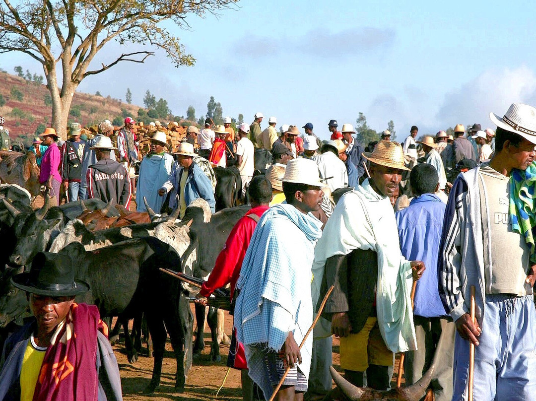 Marché Aux Zébus D'Ambalavao景点图片