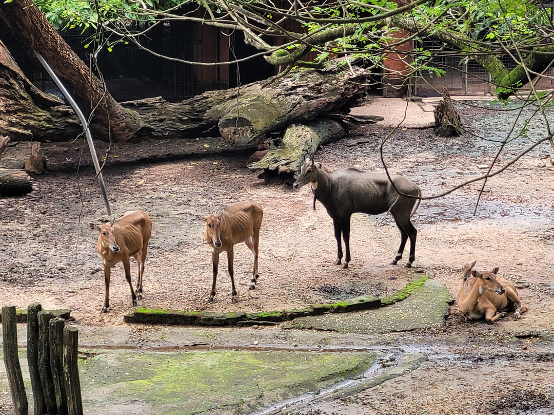 National Zoological Gardens of Sri Lanka景点图片