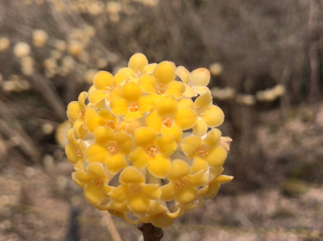 Mushiidani no Mitsumata Colony