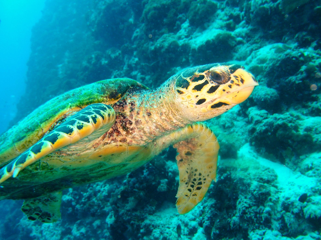 Scuba Journey-乌库拉斯必去景点