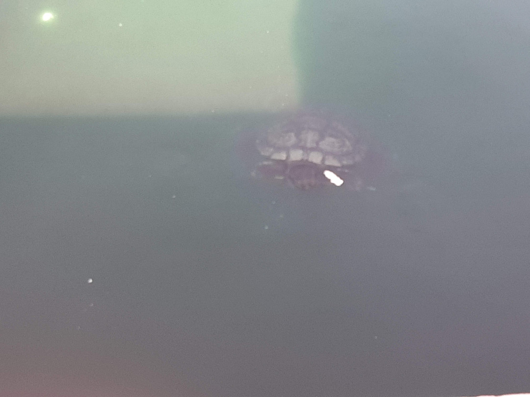 Jane Askew Memorial Park-Maricopa必去景点