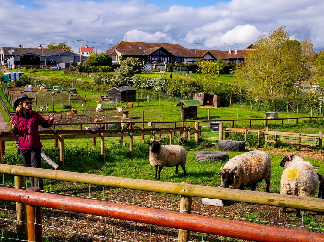 Hadleigh Farm - Rare Breeds Centre景点图片