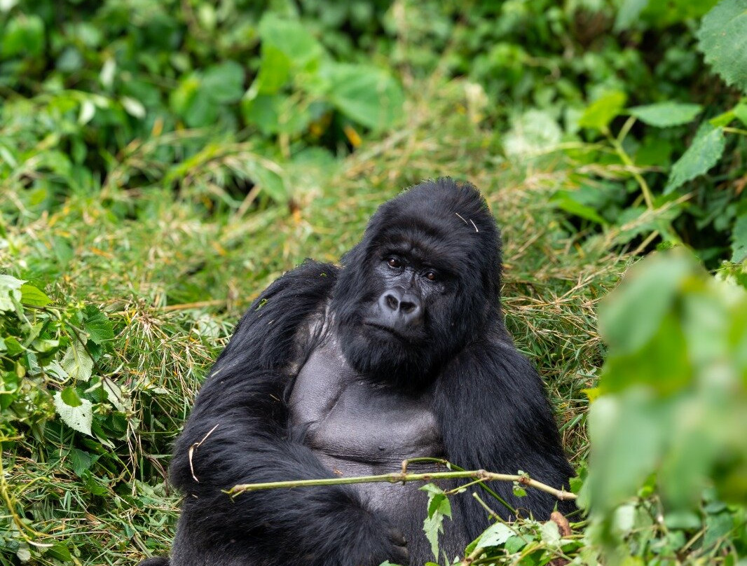 Go Gisenyi Tours-吉塞尼必去景点