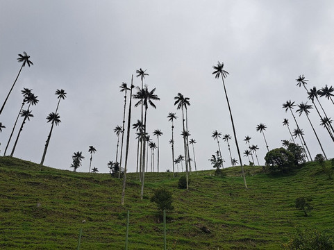 Typical Colombia-莱瓦镇必去景点
