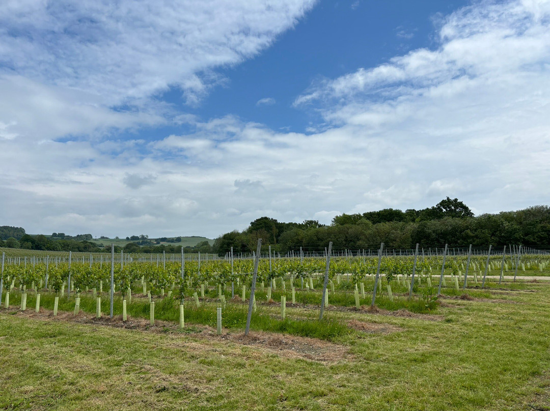 Wildshark Vineyard景点图片