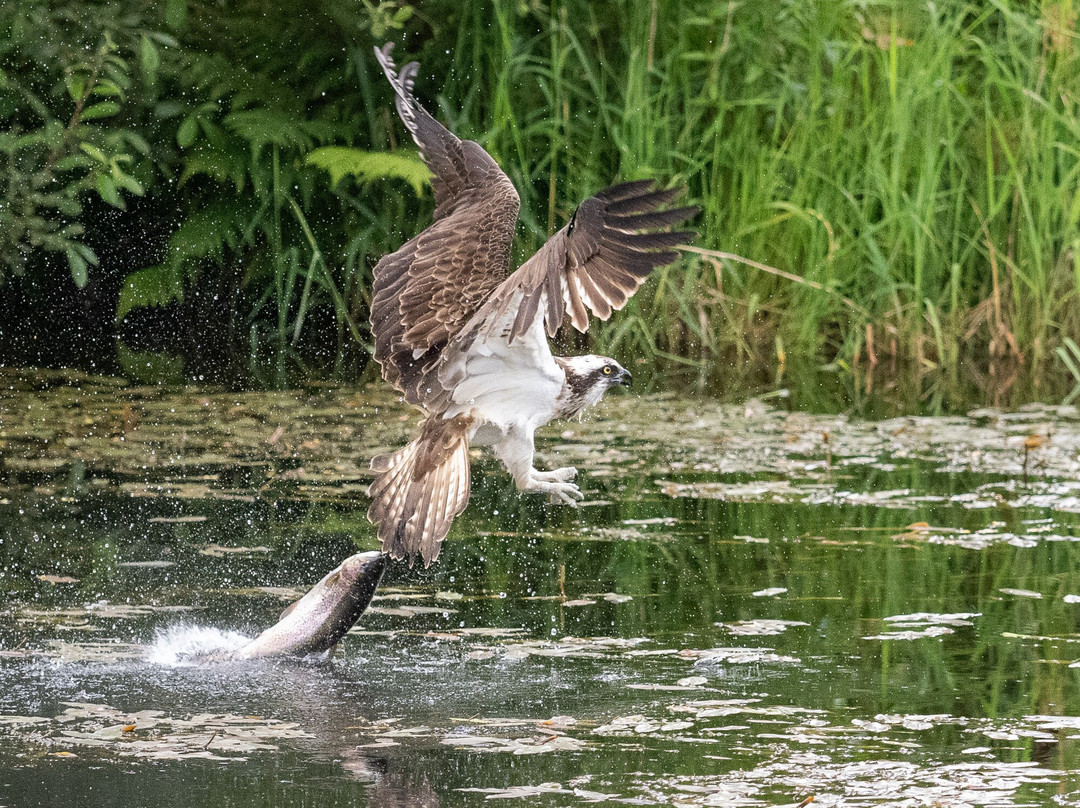 Trossachs Osprey Hide景点图片