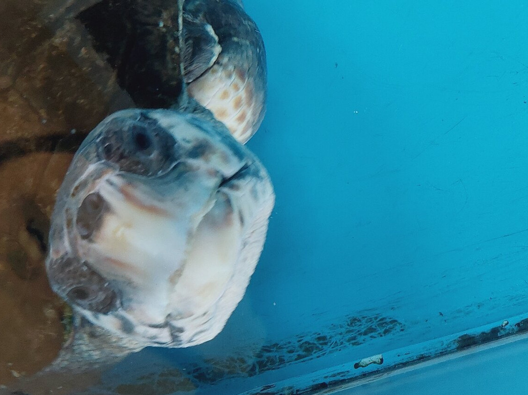 Turtle Point景点图片