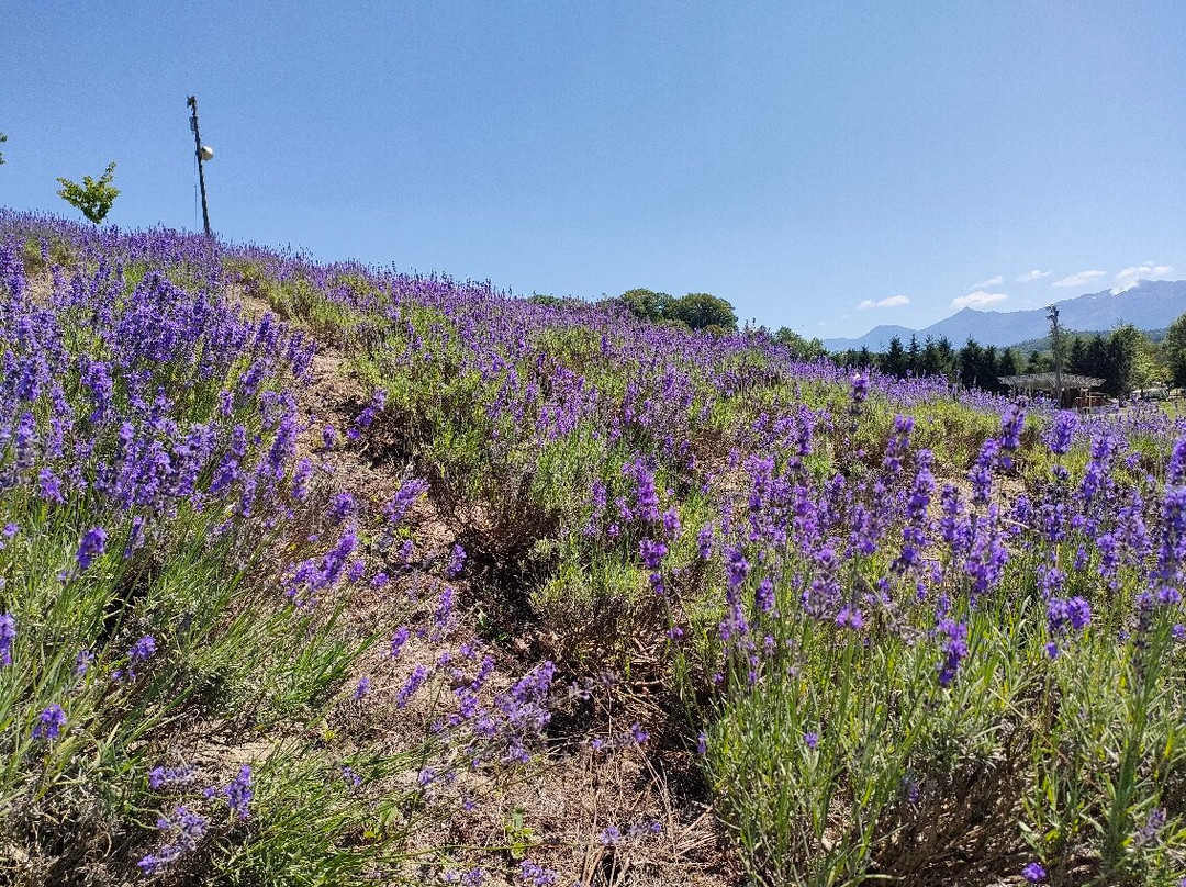 Hinode Lavender Garden-上富良野町必去景点