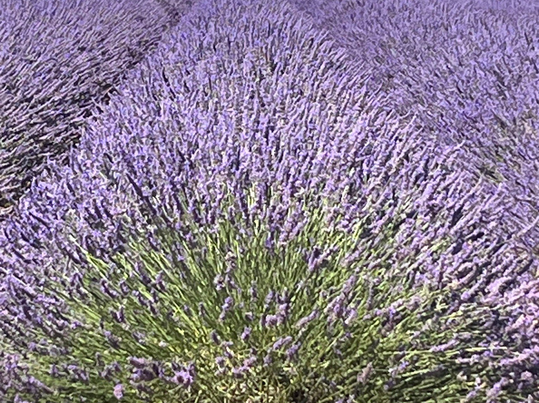 Plateau de Valensole景点图片