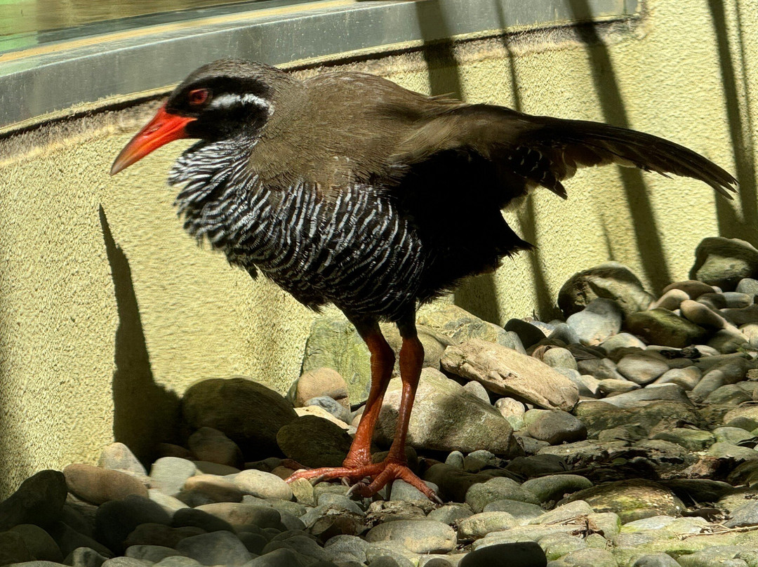 Gallirallus Okinawae Learning Center景点图片