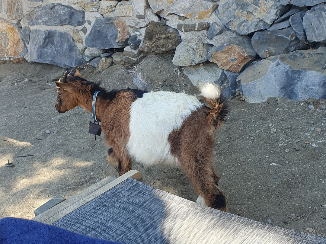 Agios Konstantinos Beach-Astipalea必去景点