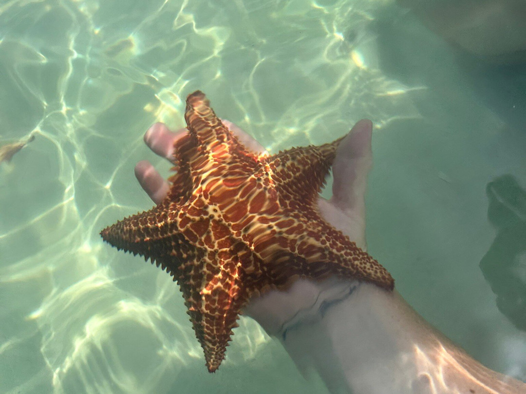 Stingray Sailing-大开曼岛必去景点