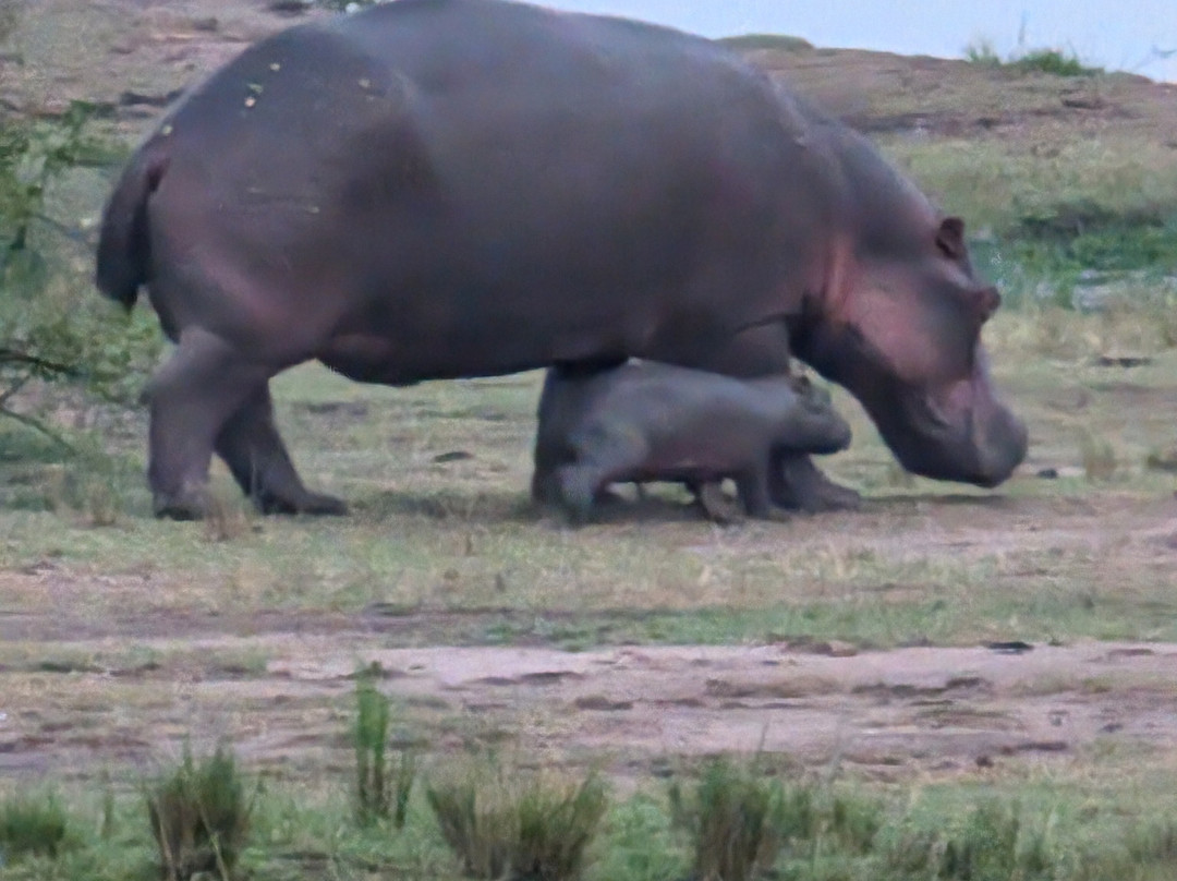 Honey Bear Bush Camp-Katunguru必去景点
