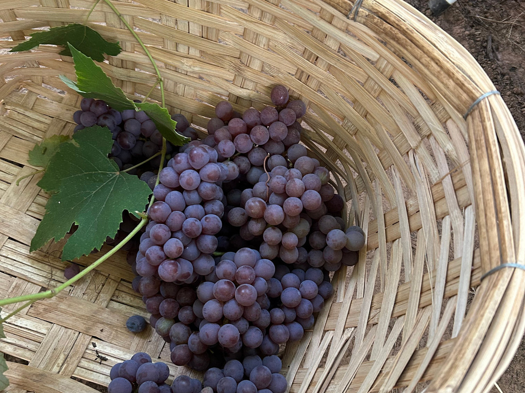 Rancho Das Videiras-Aracatuba必去景点