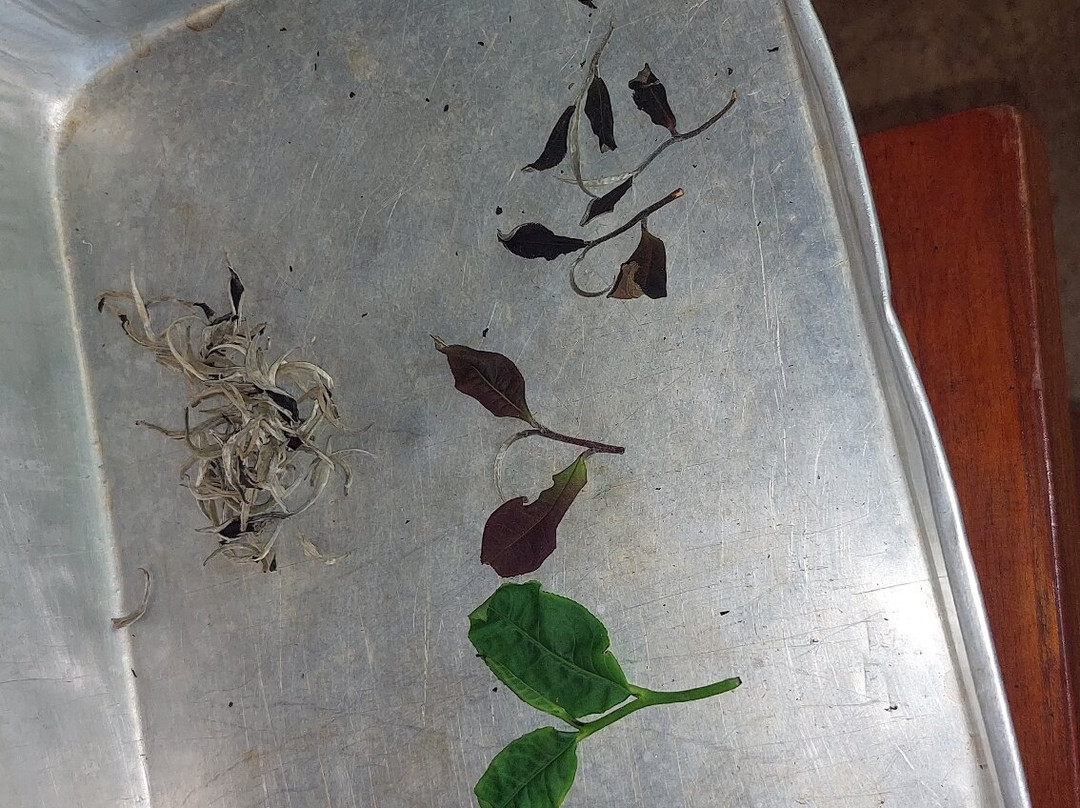 Ella Organic Tea Garden景点图片