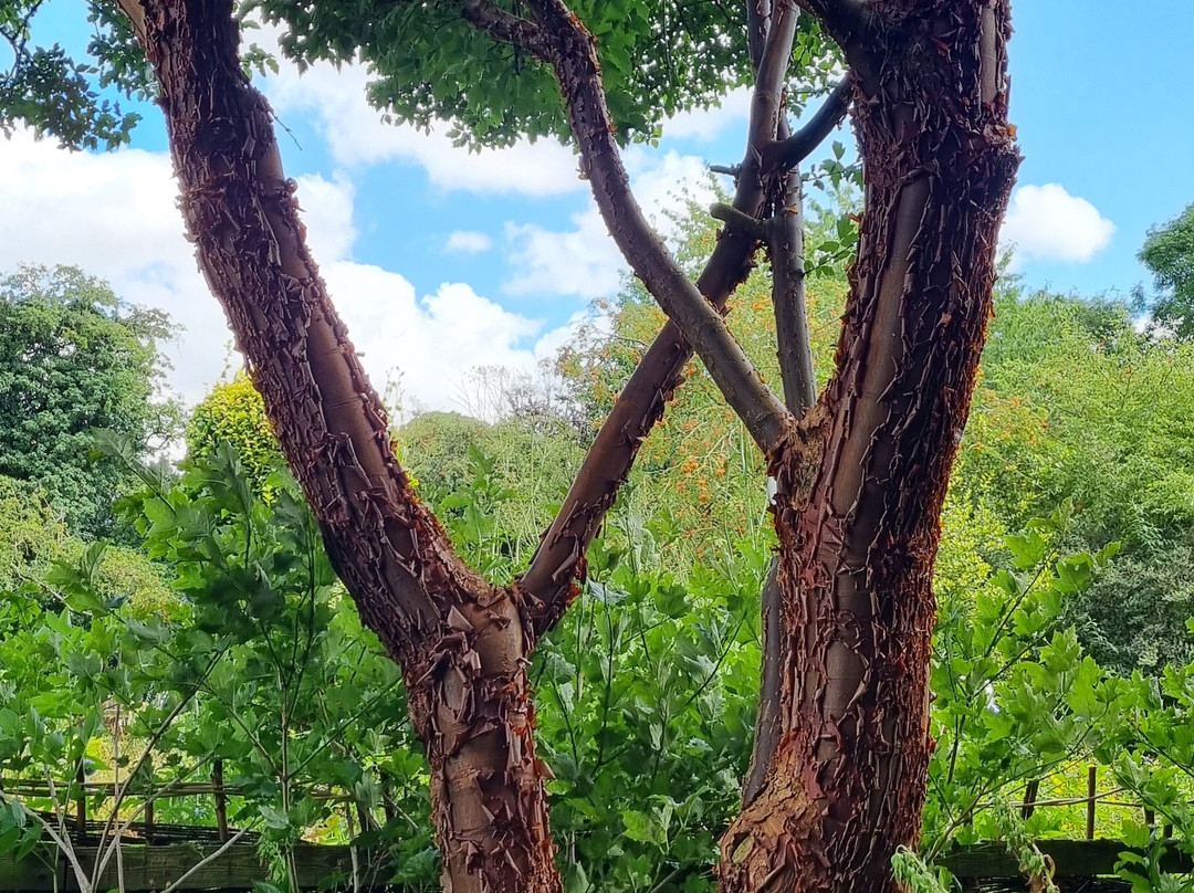 Stillingfleet Lodge Gardens景点图片