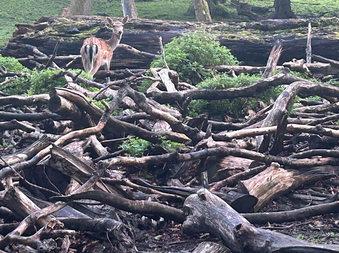 Marselisborg Deer Park景点图片